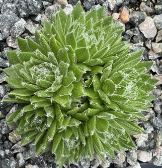 Sempervivum 'Whitening'